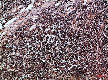 CUL-1 Polyclonal Antibody