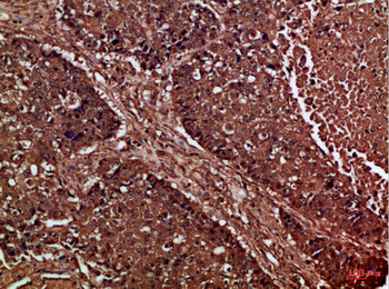 CUL-1 Polyclonal Antibody