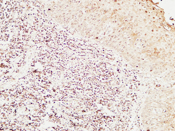 Bob 1 Polyclonal Antibody
