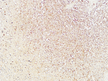 Bob 1 Polyclonal Antibody