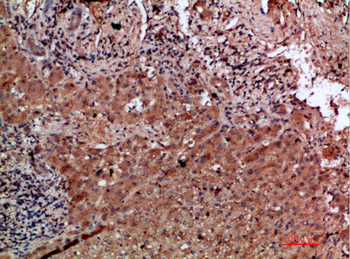 CD303 Polyclonal Antibody