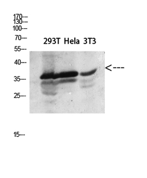 Annexin I Polyclonal Antibody
