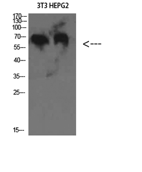C8 β Polyclonal Antibody