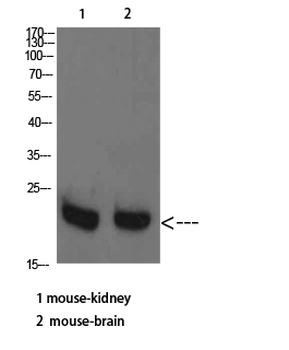 RHEB Polyclonal Antibody
