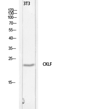 C32 Polyclonal Antibody
