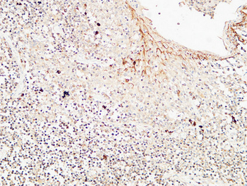 CD72 Polyclonal Antibody