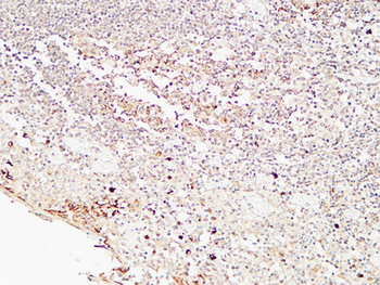 CD72 Polyclonal Antibody