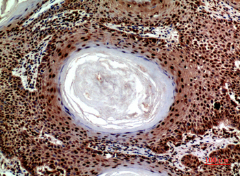 SEC22B Polyclonal Antibody