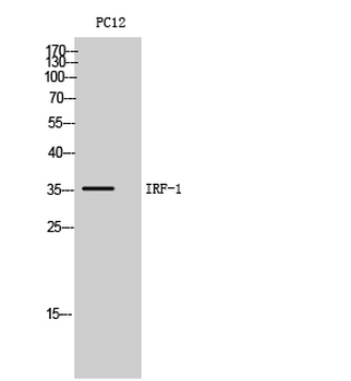 IRF-1 Polyclonal Antibody
