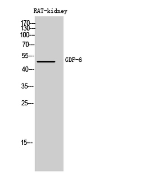 GDF-6 Polyclonal Antibody