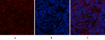 BMP-2 Polyclonal Antibody