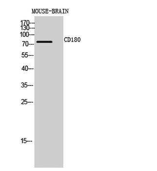CD180 Polyclonal Antibody