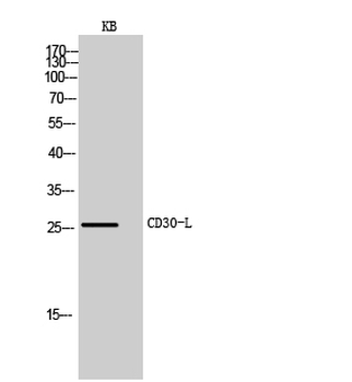CD30-L Polyclonal Antibody