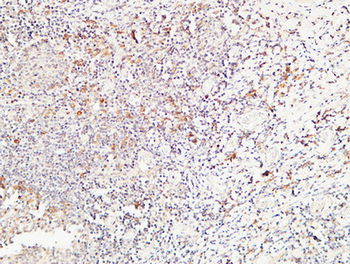 CD244 Polyclonal Antibody