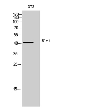 Blr1 Polyclonal Antibody