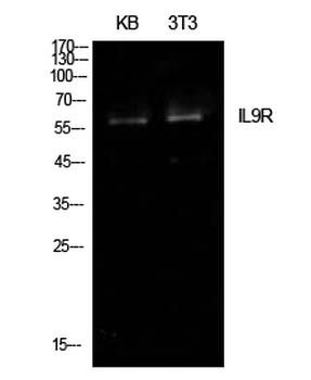 IL-9R Polyclonal Antibody