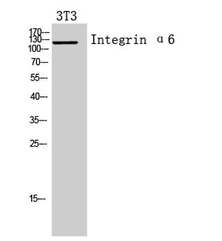 Integrin α6 Polyclonal Antibody