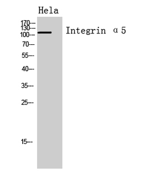 Integrin α5 Polyclonal Antibody