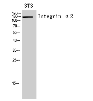 Integrin α2 Polyclonal Antibody
