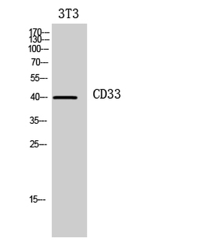 CD33 Polyclonal Antibody