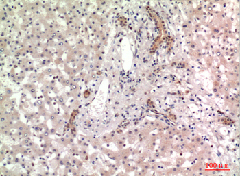 CD13 Polyclonal Antibody