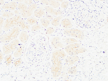 CD13 Polyclonal Antibody
