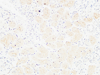 CD13 Polyclonal Antibody