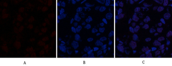 ABCG2 Polyclonal Antibody