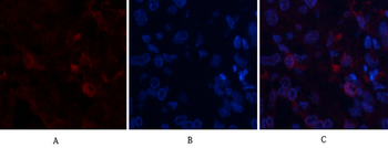 ABCG2 Polyclonal Antibody