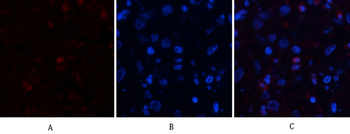 ABCG2 Polyclonal Antibody