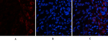 ABCG2 Polyclonal Antibody