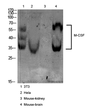 M-CSF Polyclonal Antibody