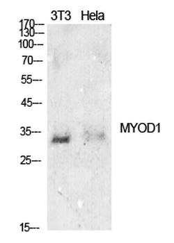 MyoD Polyclonal Antibody