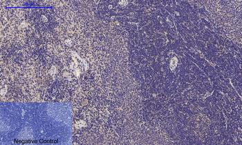 Glut4 Polyclonal Antibody