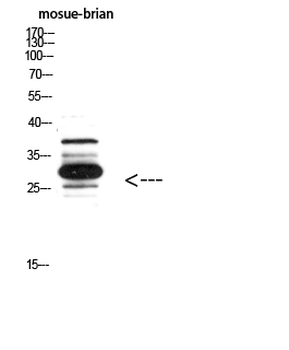 IGFBP3 Polyclonal Antibody