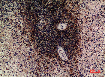 CD85c Polyclonal Antibody