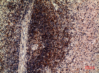 CD85c Polyclonal Antibody