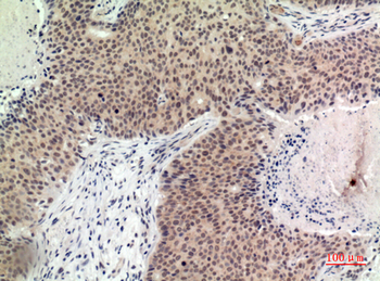 Histone H2B Polyclonal Antibody