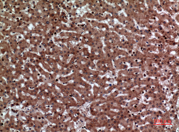 JAM-A Polyclonal Antibody