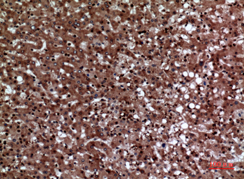 JAM-A Polyclonal Antibody
