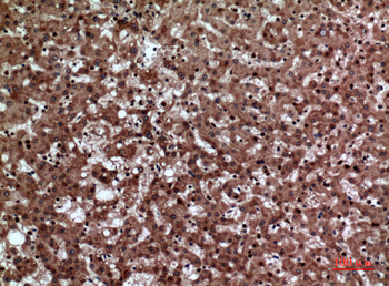 JAM-A Polyclonal Antibody