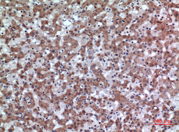 CD200 Polyclonal Antibody