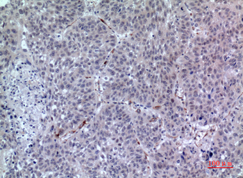 LIR-7 Polyclonal Antibody