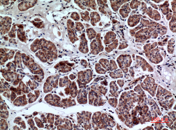 LIR-7 Polyclonal Antibody