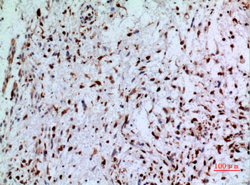 CD74 Polyclonal Antibody