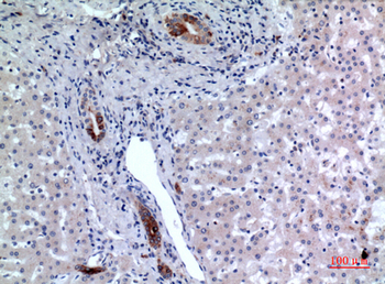 CD37 Polyclonal Antibody