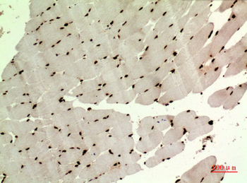 MAPK Organizer 1 Polyclonal Antibody