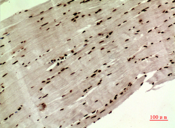 MAPK Organizer 1 Polyclonal Antibody