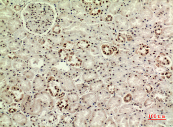 MAPK Organizer 1 Polyclonal Antibody