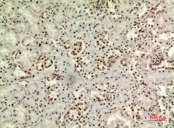 MAPK Organizer 1 Polyclonal Antibody